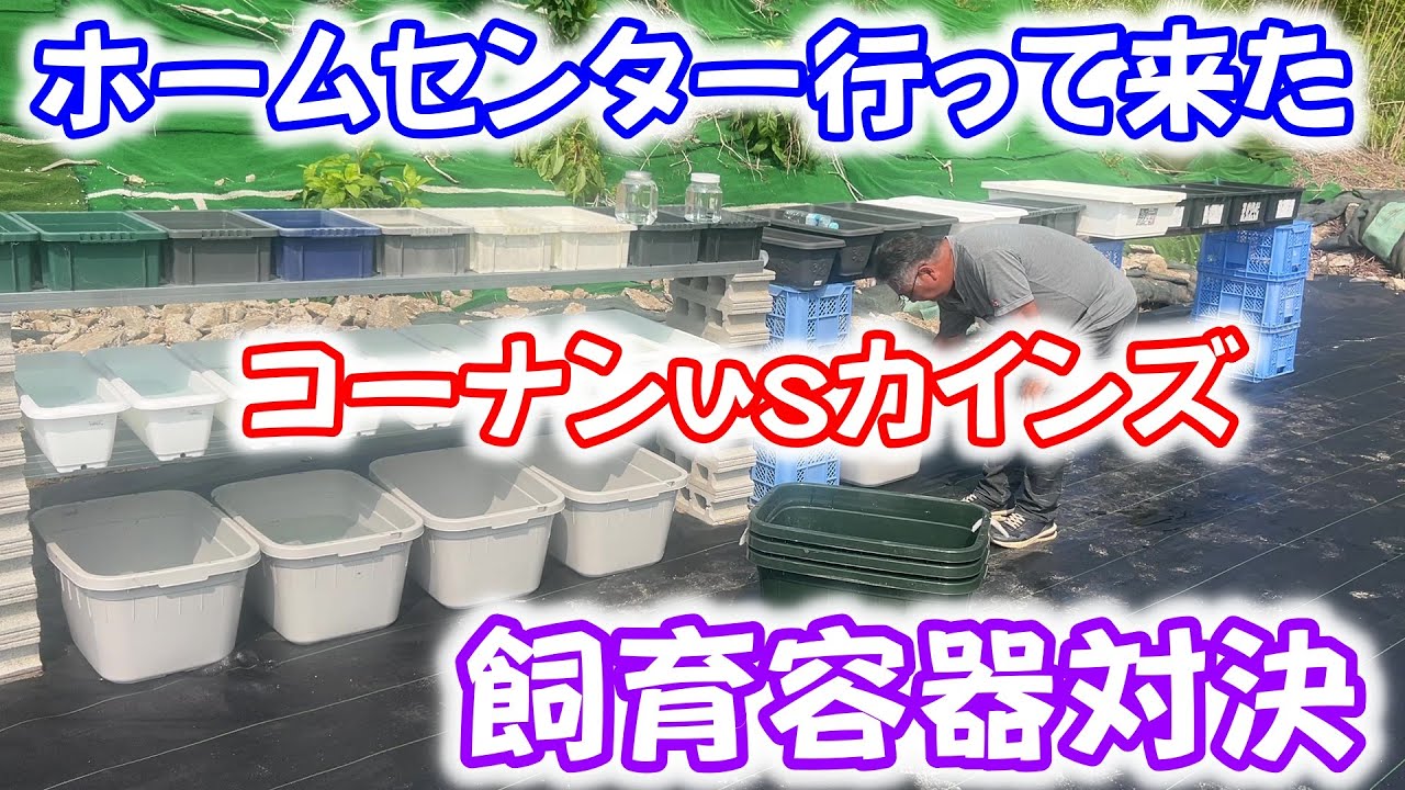【めだか】カインズとコーナンのメダカ飼育容器を紹介します。Ｂ型おやじ