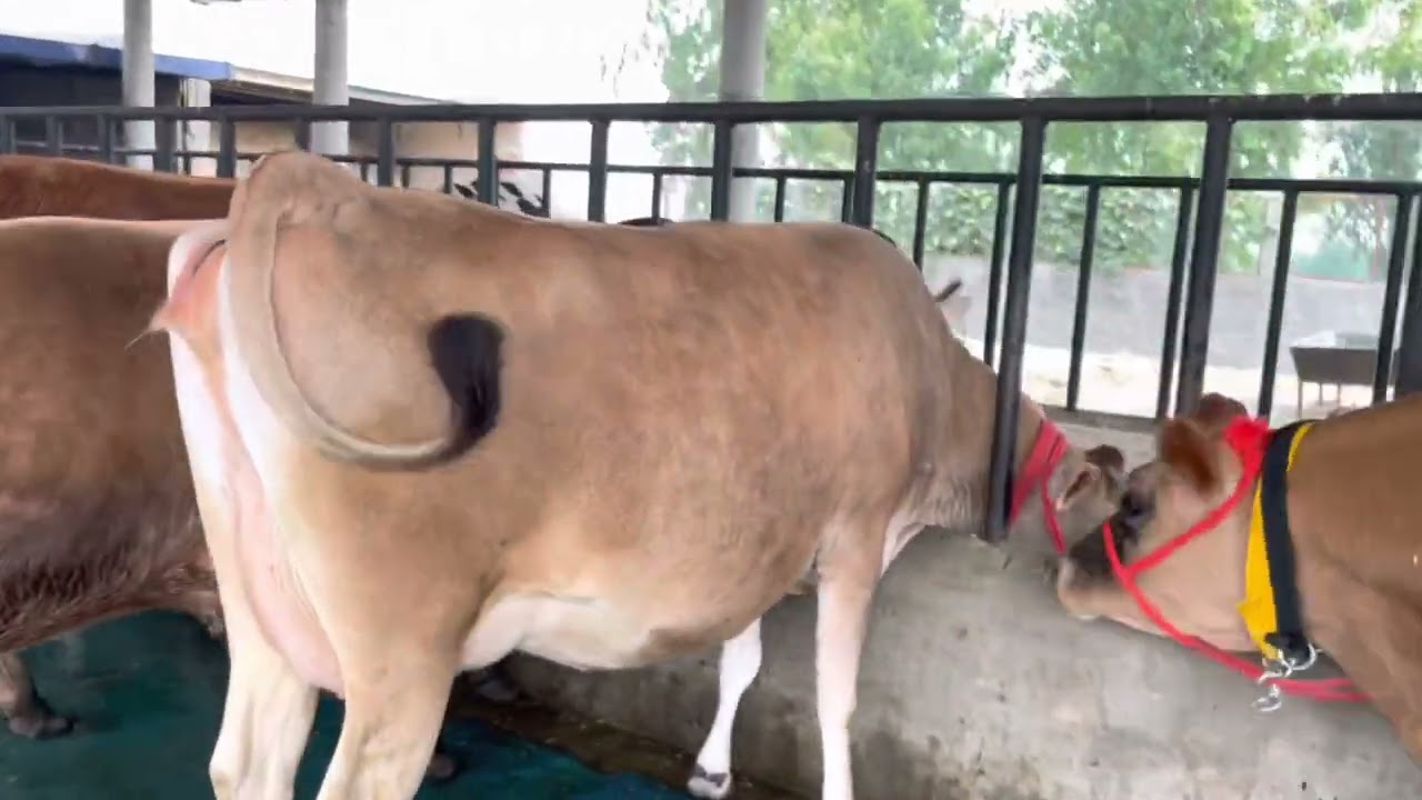 Best #jersey cows for Sale visit #chopradairyfarm contact 7009645902 delivery all over india