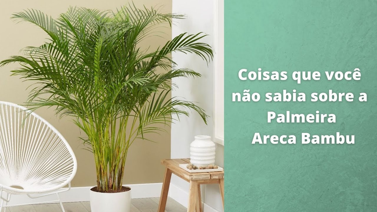 Coisas que você não sabia sobre a Palmeira Areca Bambu