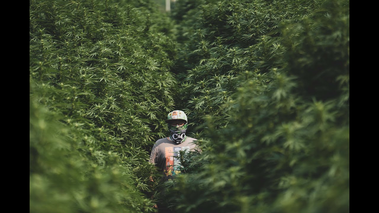 Halo Labs Provides Oregon Business Update