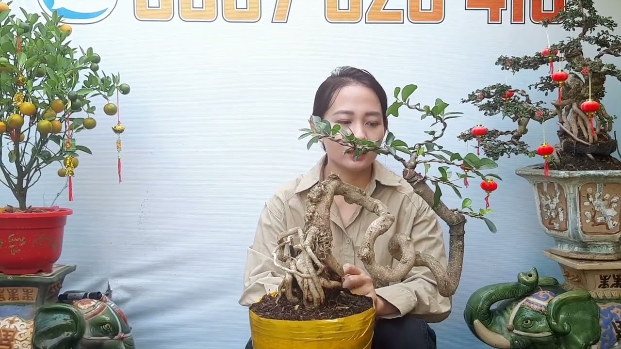 giao lưu cây Khế gân,mai chiếu thủy,sơ ri ,linh sam , đẹp Giá hữu nghị Ngày 4/3 @LH:#0907.529.419