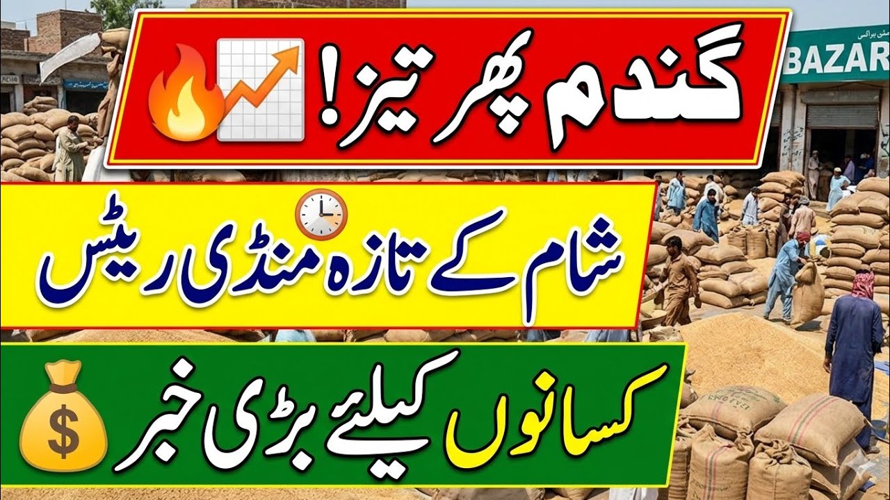 Today Wheat price in punjab//گندم کا ریٹ2026/munji makki till sarso/Galla mandi rate today 2026