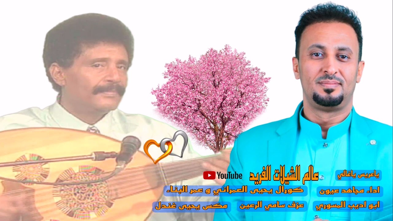 زفه ياعريس ياغالي اداء مجاهد عيون لحن ياورد ياكاذي لحجي