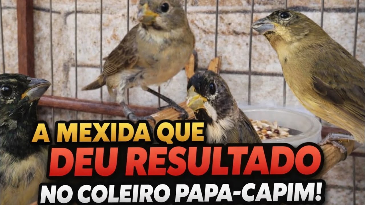 A Mexida Que Mais Deu Resultado no Coleiro Papa-Capim! 🔥💪 Resultado Surpreendente