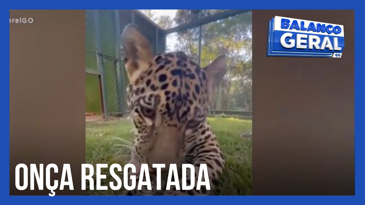 Filhote de onça criado em casa é resgatado no Amazonas e passa por reabilitação em Goiás