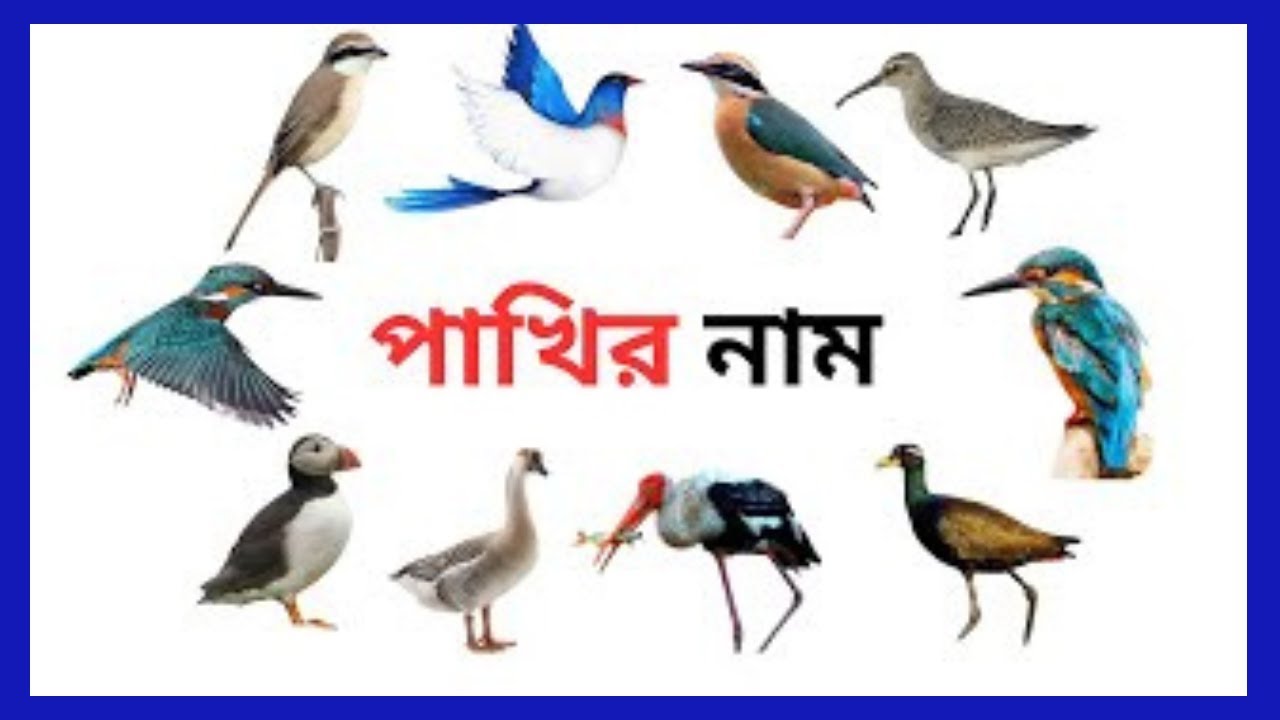 Birds Name | Learn Bird Names in English | Kids Vocabulary | Educational Video |@Shahanazkidsschool