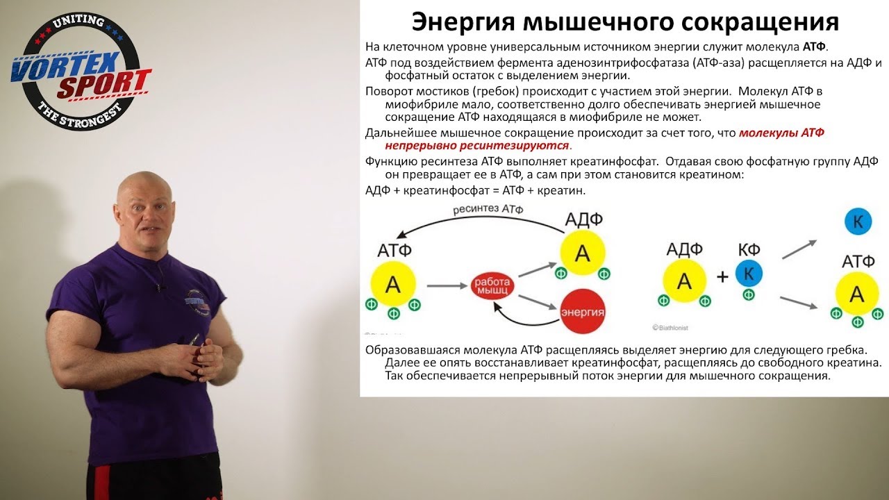 Энергия мышечных сокращений, АТФ и скорость. Лекция для спортсменов