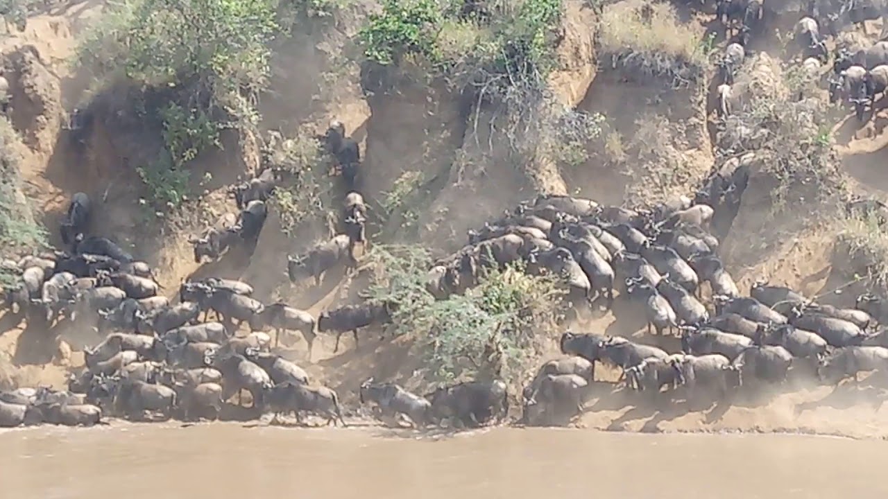 The Great wildbeest Migration 2017 Crossing Mara river.