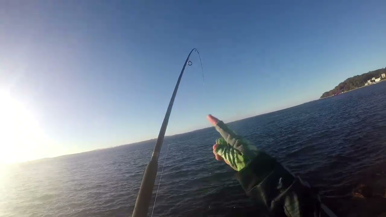 Awesome Arvo Luderick Fishing at Port Stephens nsw