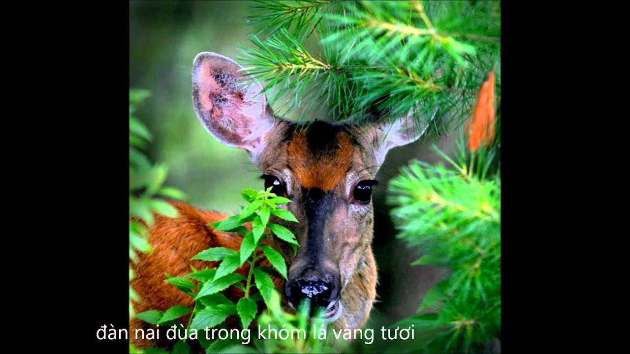 suoi mo   si phu