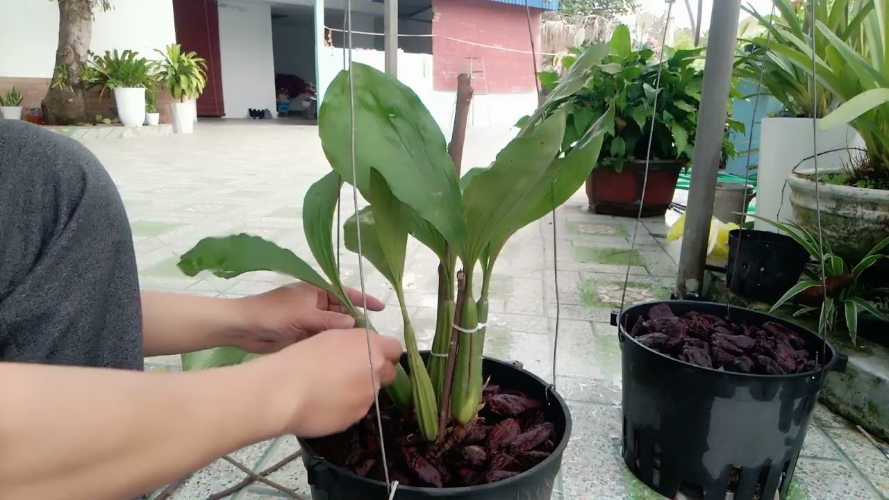 Trồng Lan Thanh Đạm