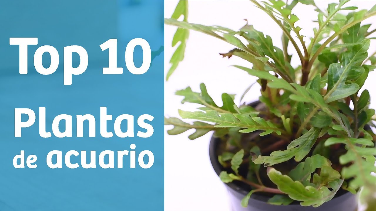 TOP 10 PLANTAS 🔟🌿 Ideas para tu acuario plantado