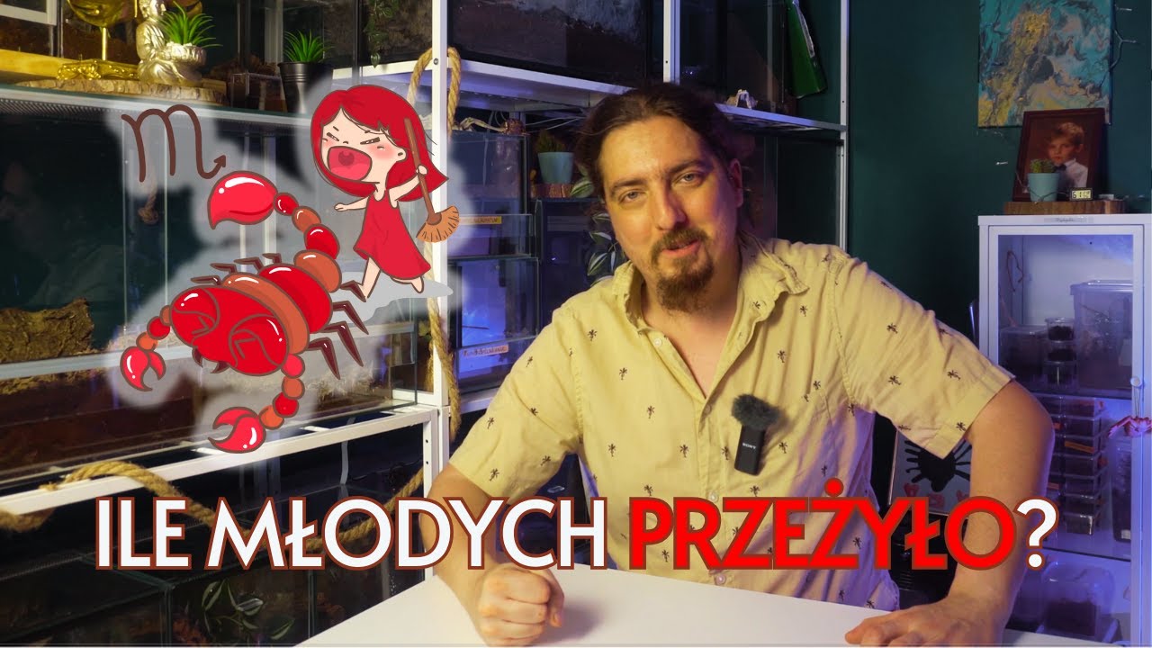 Zabieram MATCE DZIECI! Moje pierwsze rozmnożenie skorpiona HETEROMETRUS SPINIFER. Co z tego wyszło?