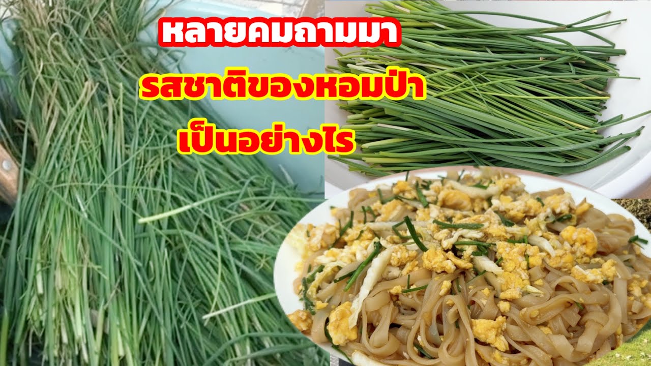 เก็บหอมป่าพร้อมวิธีตุนหอมป่าไว้กินนานๆผัดเส้นเล็กใส่ไข่ใส่หอมป่าผัดยังไงไม่ให้เส้นเละ