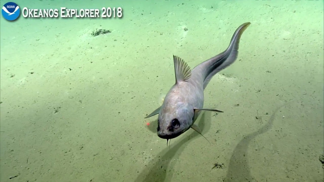 Okeanos Explorer Video Bite  Rattail Fish Gets Up and Close with the ROV Camera