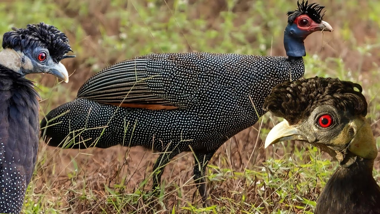 Galinha D'angola de Topete - Conheço essa Rara espécie 