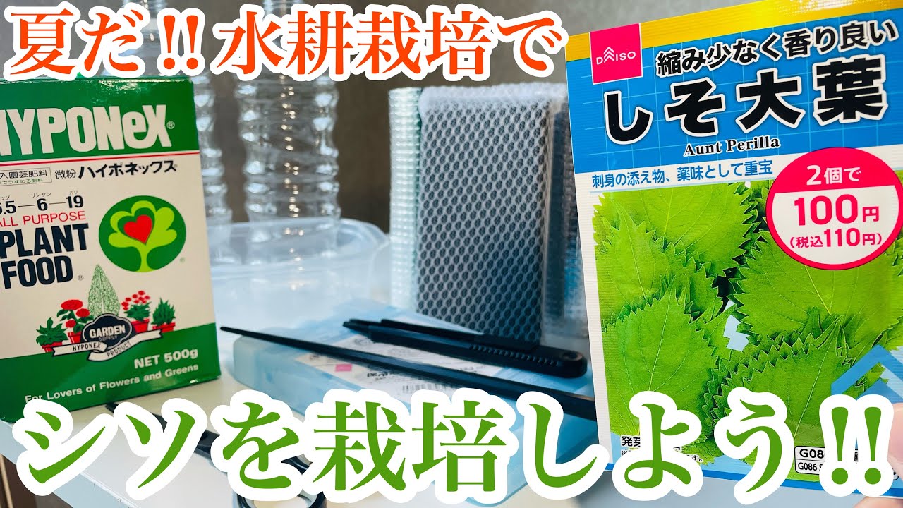 夏だ‼︎水耕栽培でシソを栽培しよう‼︎