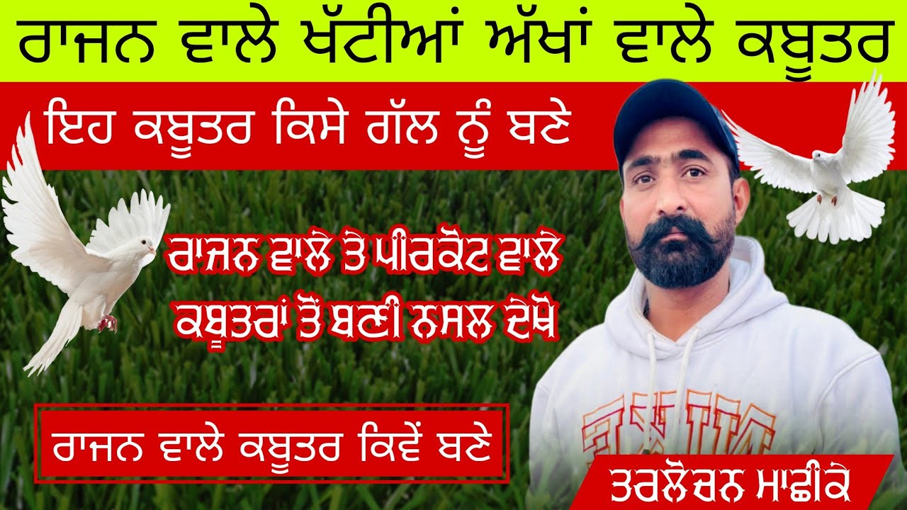 ਦੇਖੋ ਰਾਜਨ ਵਾਲੇ ਪਿਓਰ ਕਬੂਤਰਾਂ ਚ ਪੀਰਕੋਟ ਵਾਲੇ ਪਾਕੇ ਕਿਹੋ ਜਿਹੇ ਕਬੂਤਰ ਬਣੇ #starkabutarbaz #punjabi 