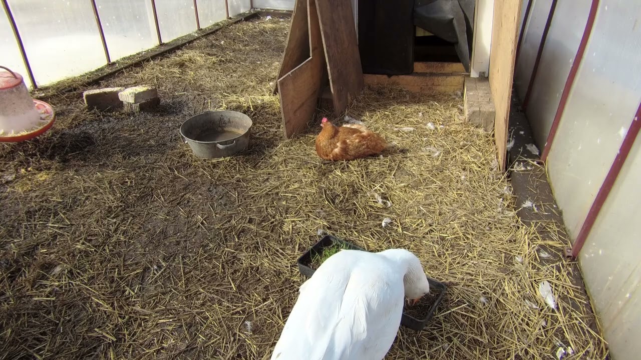 Гусь впервые ест свежую травку после зимы / Goose Eating Fresh Grass for the First Time After Winter