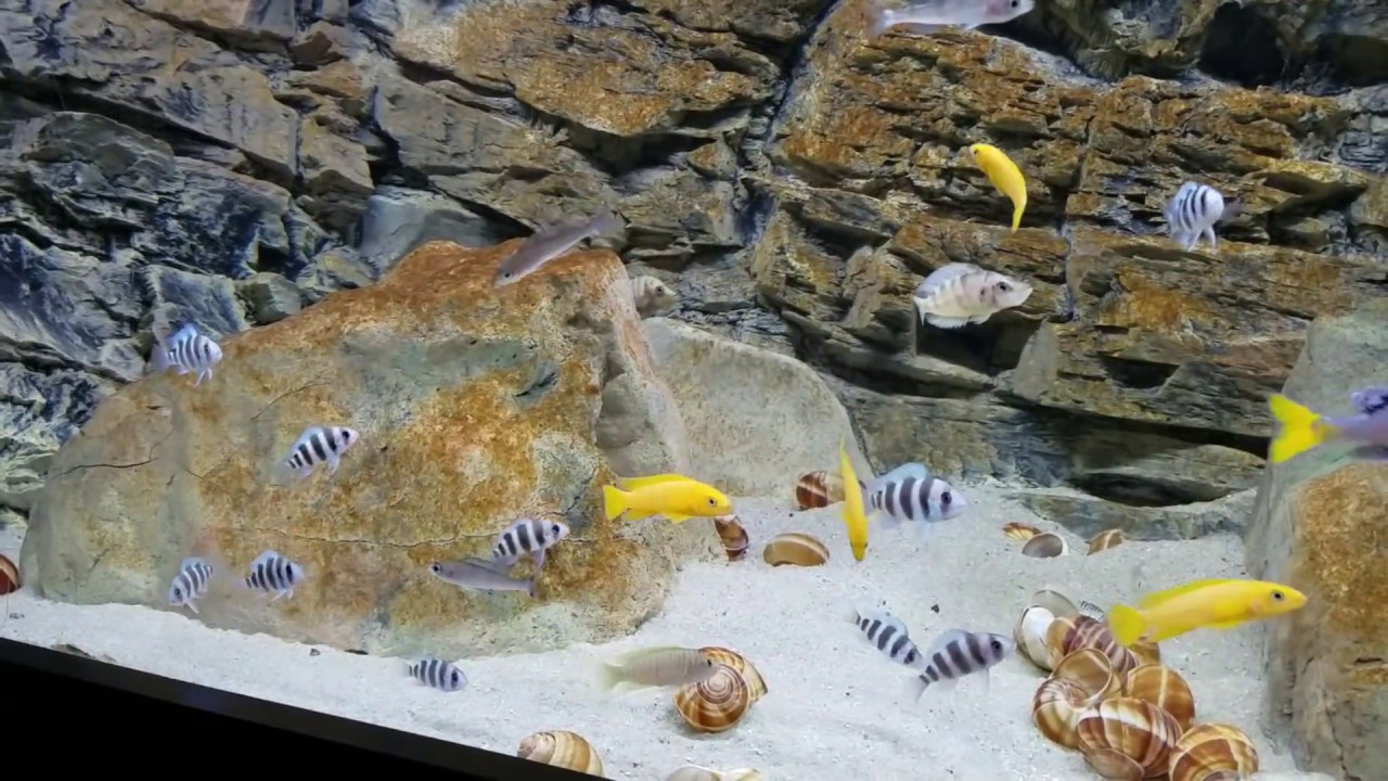 Lake Tanganyika Biotope Aquarium