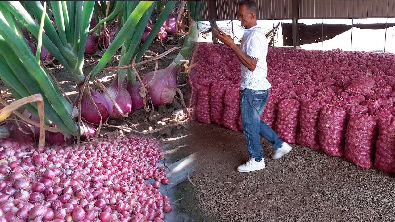 Cosecha de cebollas en palmar de ocoa de Azua, la vida del campo es saludable