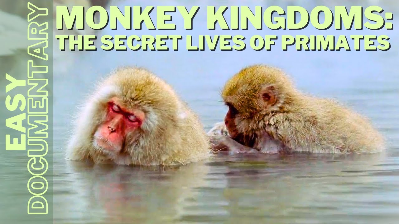 Monkey Kingdoms: The Secret Lives of Primates - Full Nature Documentary