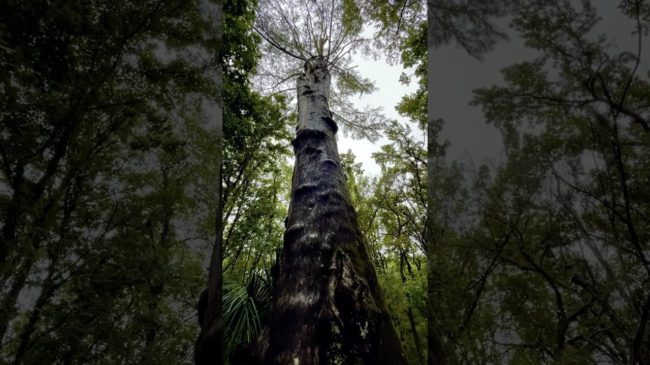 The Goethe Giant - Over 900 Year Old Cypress Tree