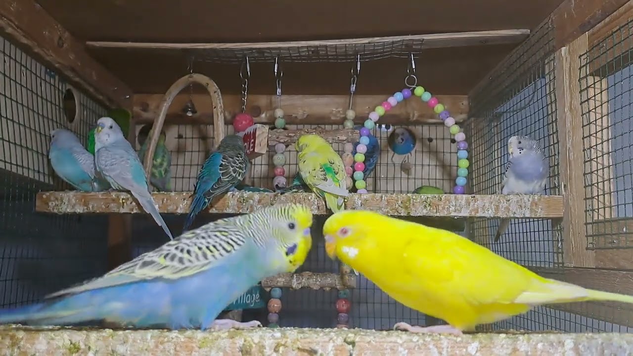 Parrot newborns