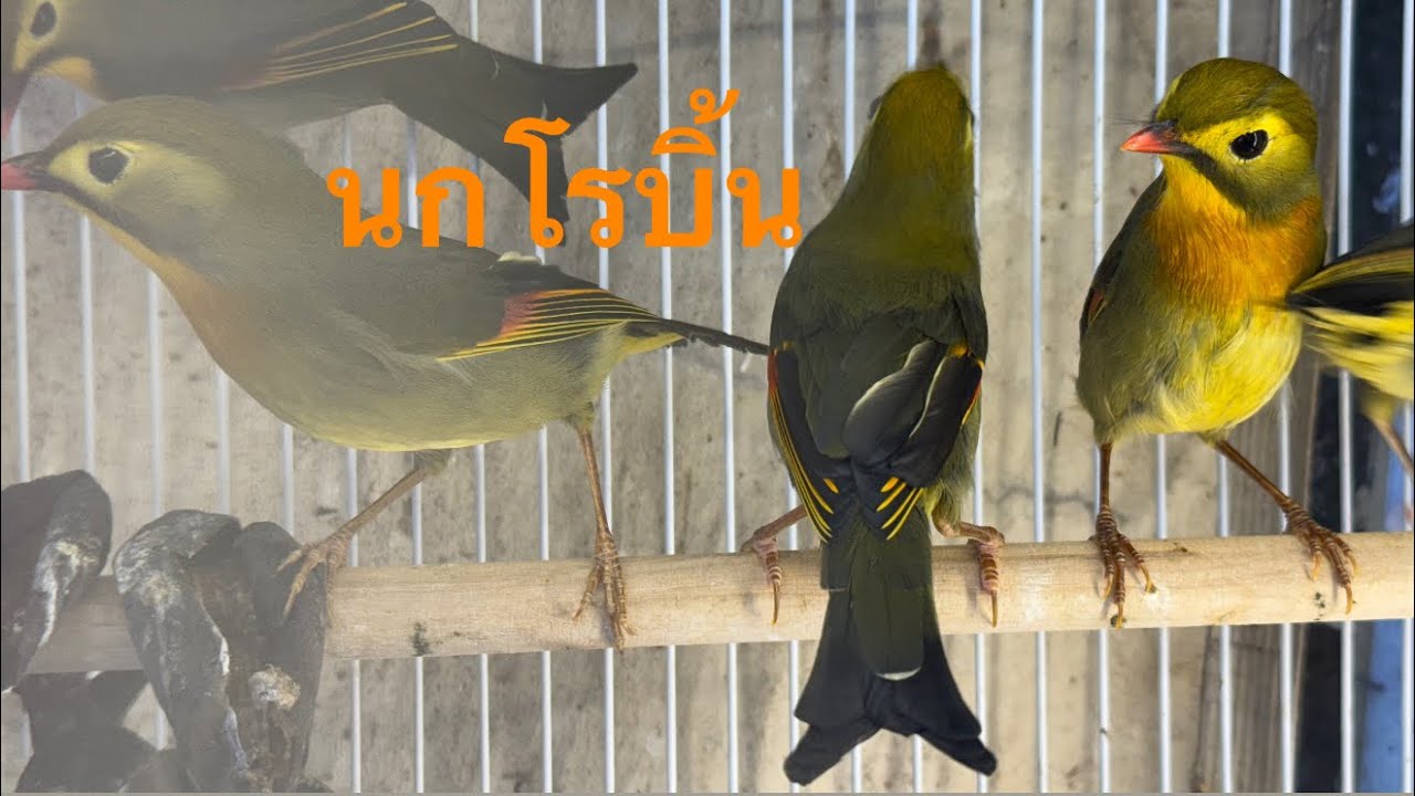 นกโรบิ้น มาถึงฤดูกาลแล้ว สีสวยร้องเพราะ #นกโรบิ้น #จตุจักรสัตว์เลี้ยง #ฟาร์มนก #นกสวยงงาม