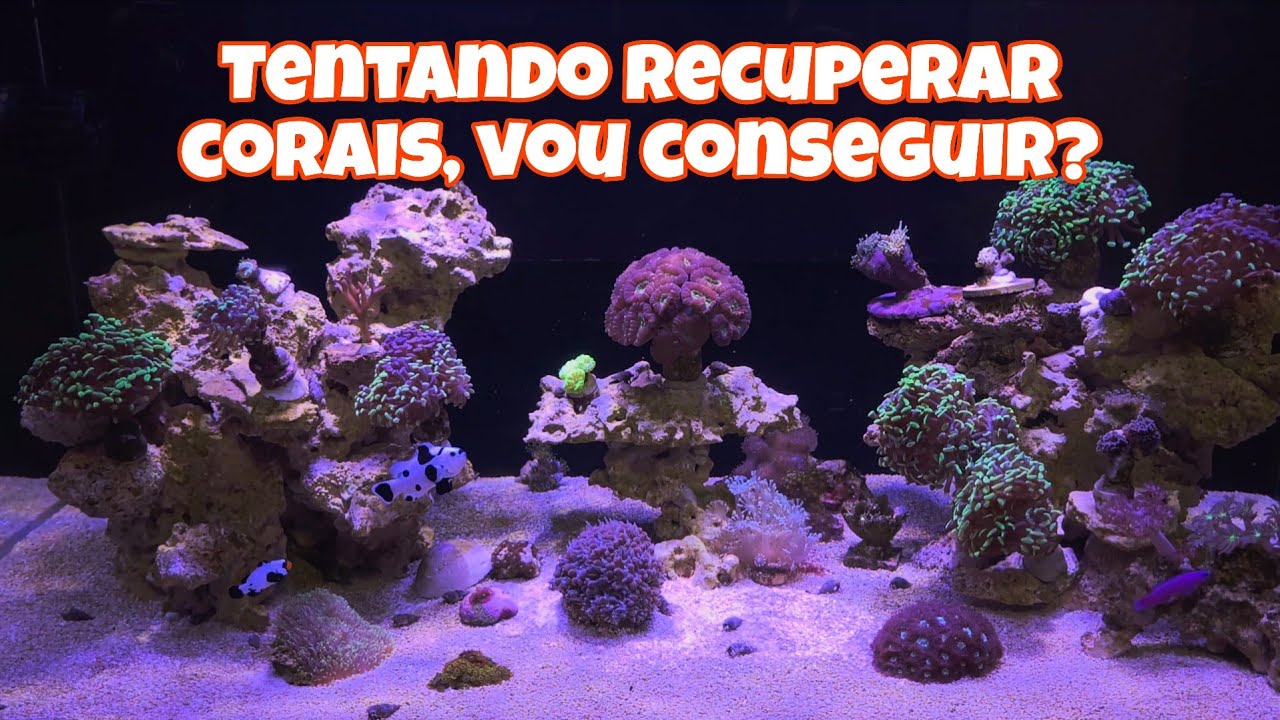 Tentando salvar corais, será que vai dar certo?