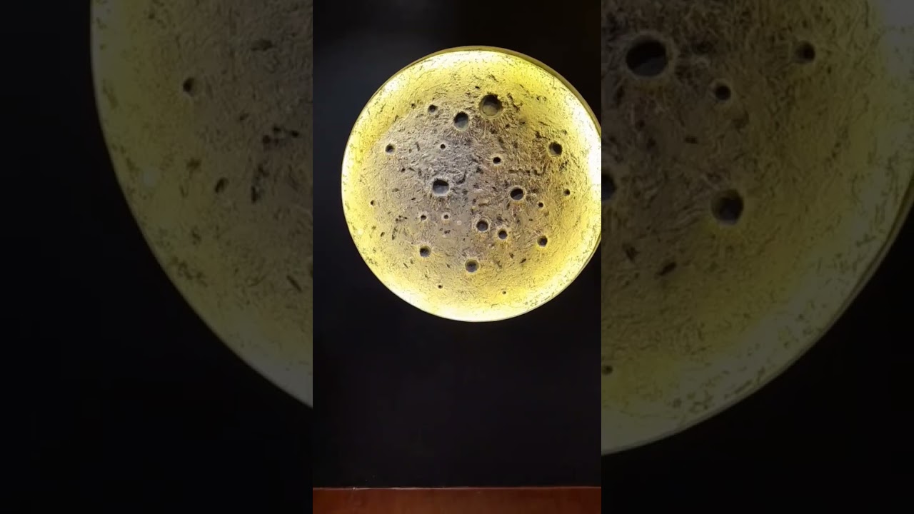 BLUE MOON CAFE &RESTAURANT #food #explore #kolkata  #like #viral #viralvideo #shorts #subscribe #ok