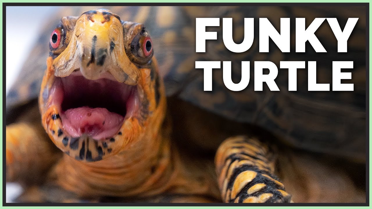 Meet the New, Adorable Box Turtle!