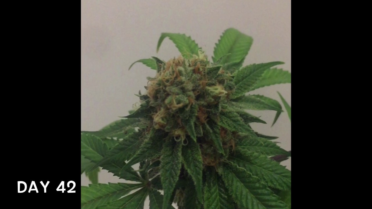 Chemdog Grow Dr Greenthumb Seeds - Day 42 Flower