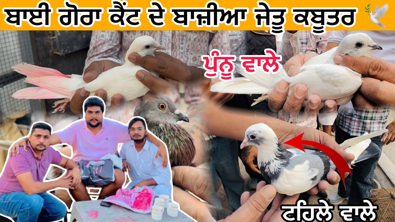 ਬਾਈ ਗੋਰਾ ਕੈਂਟ ਦੇ ਬਾਜ਼ੀਆ ਜੇਤੂ ਕਬੂਤਰ || ਟਹਿਲੇ ਵਾਲੇ ਬਲੱਡ ਲਾਈਨ || ਪੁੰਨੂੰ ਵਾਲੇ ਕਬੂਤਰ 