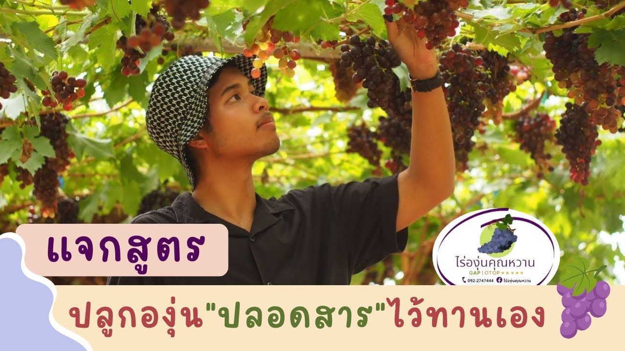 แจกสูตร วิธีปลูกองุ่นแบบ