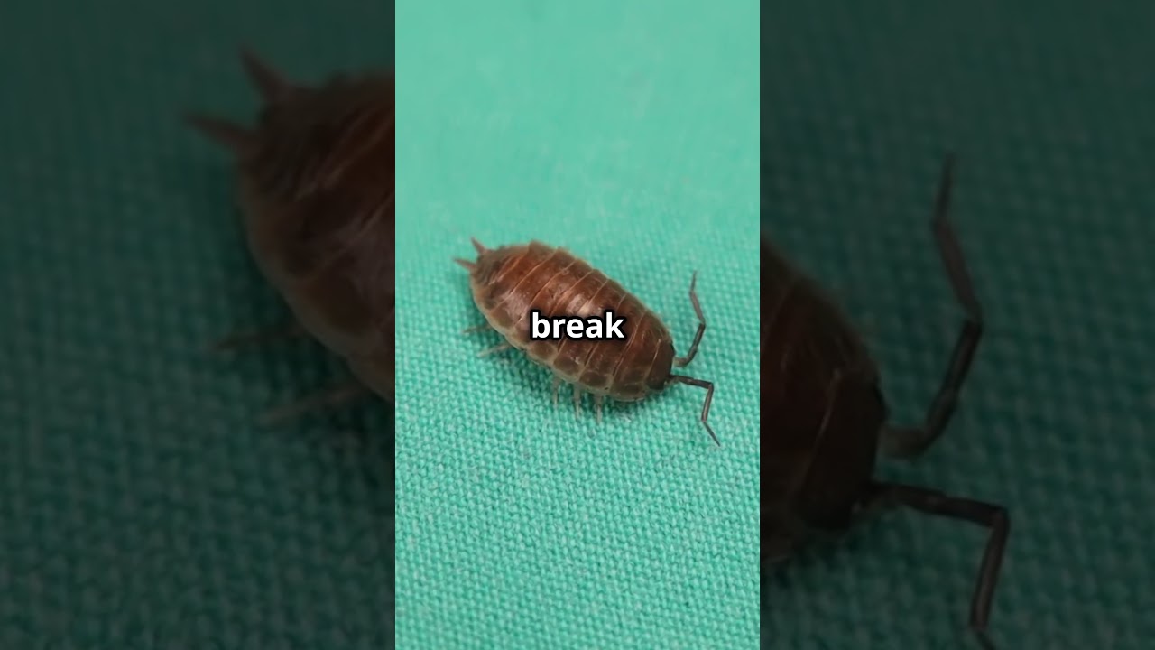 Isopods-The Unsung Heroes of Ecosystems!