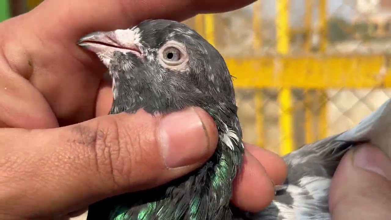 شرمیلا 2نر فار سیل 03159239608
