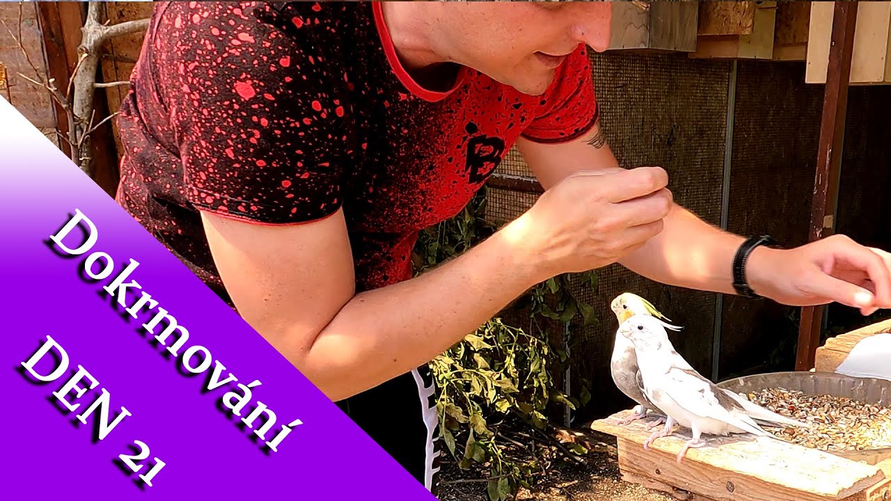 Dokrmování den 21 │KorelyEu
