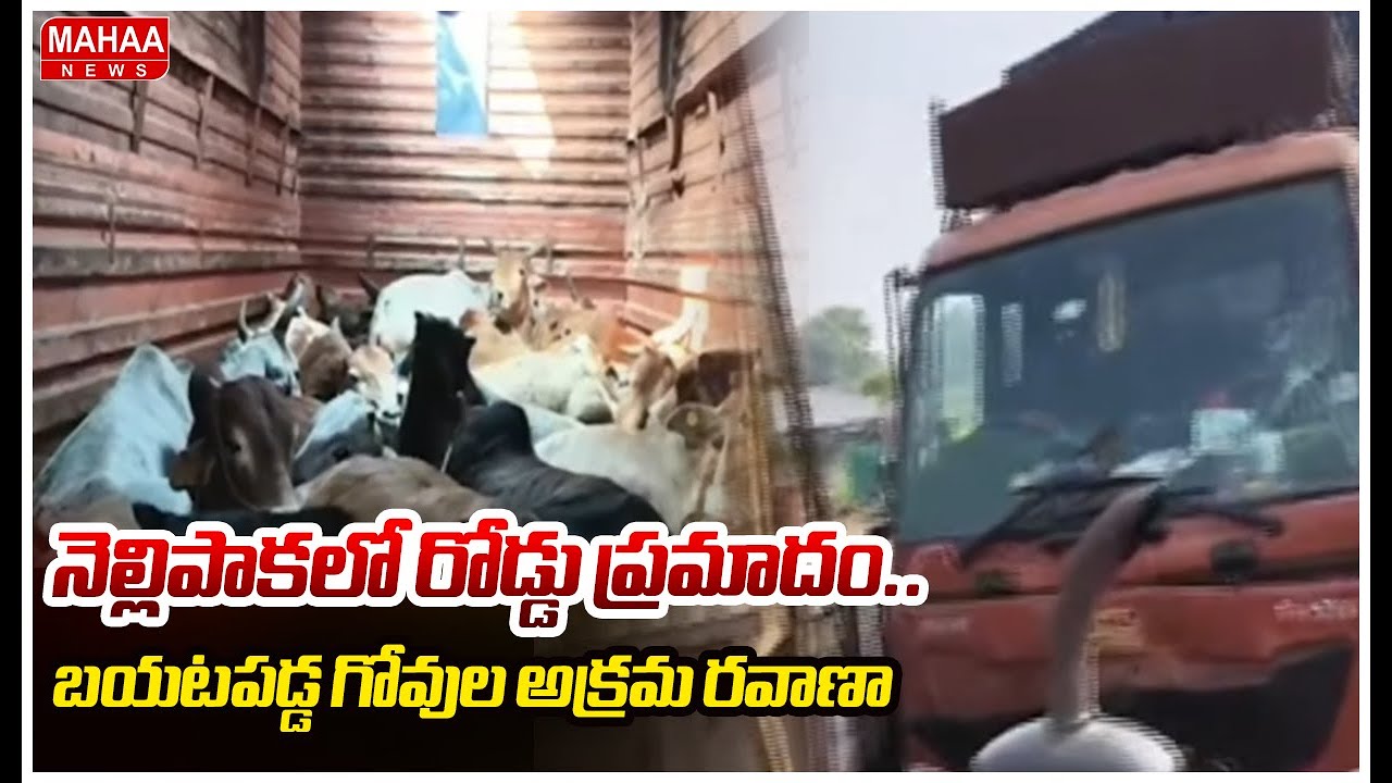 నెల్లిపాకలో రోడ్డు ప్రమాదం..బయటపడ్డ గోవుల అక్రమ రవాణా llegal Cow Transportation Revealed |Mahaa News