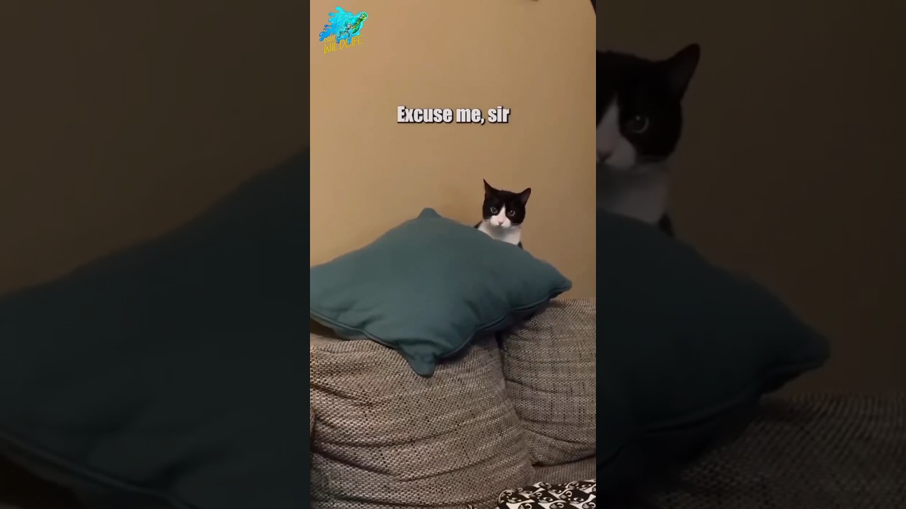 Excuse me Sir! Cat  