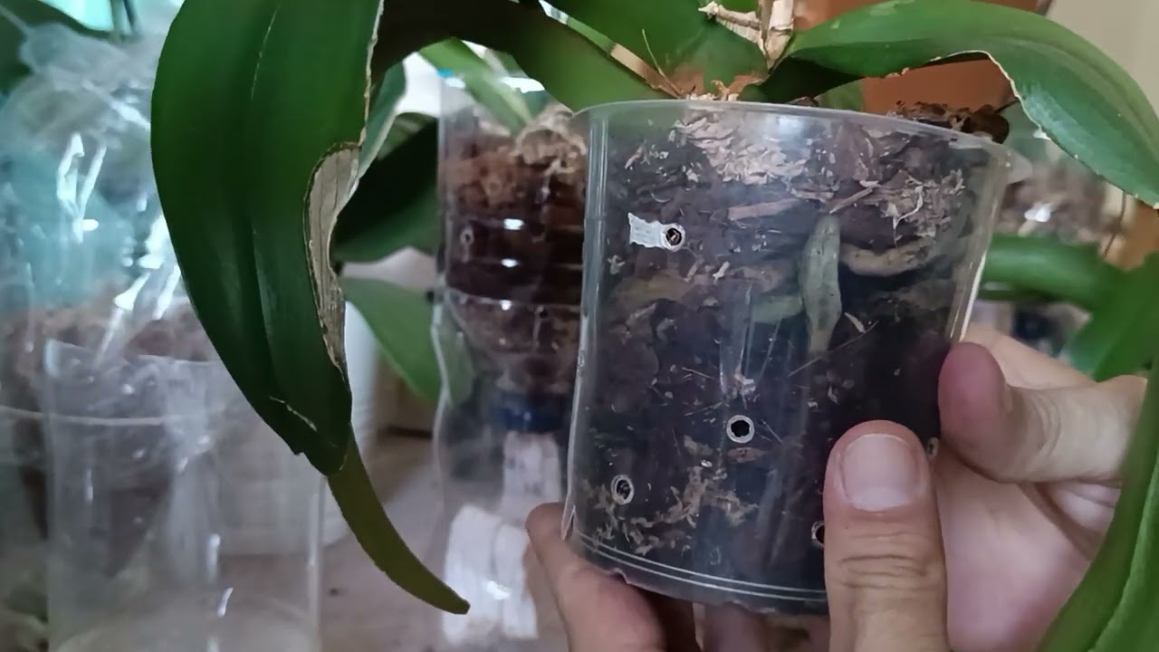 עדכון מצב - ריקבון בסחלב