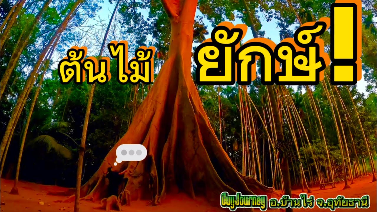 ต้นไม้ยักษ์อุทัยธานี…ซ่อนอะไรไว้ใต้รากขนาดมหึมา!? 🌳😱 | บ้านไร่ อุทัยธานี