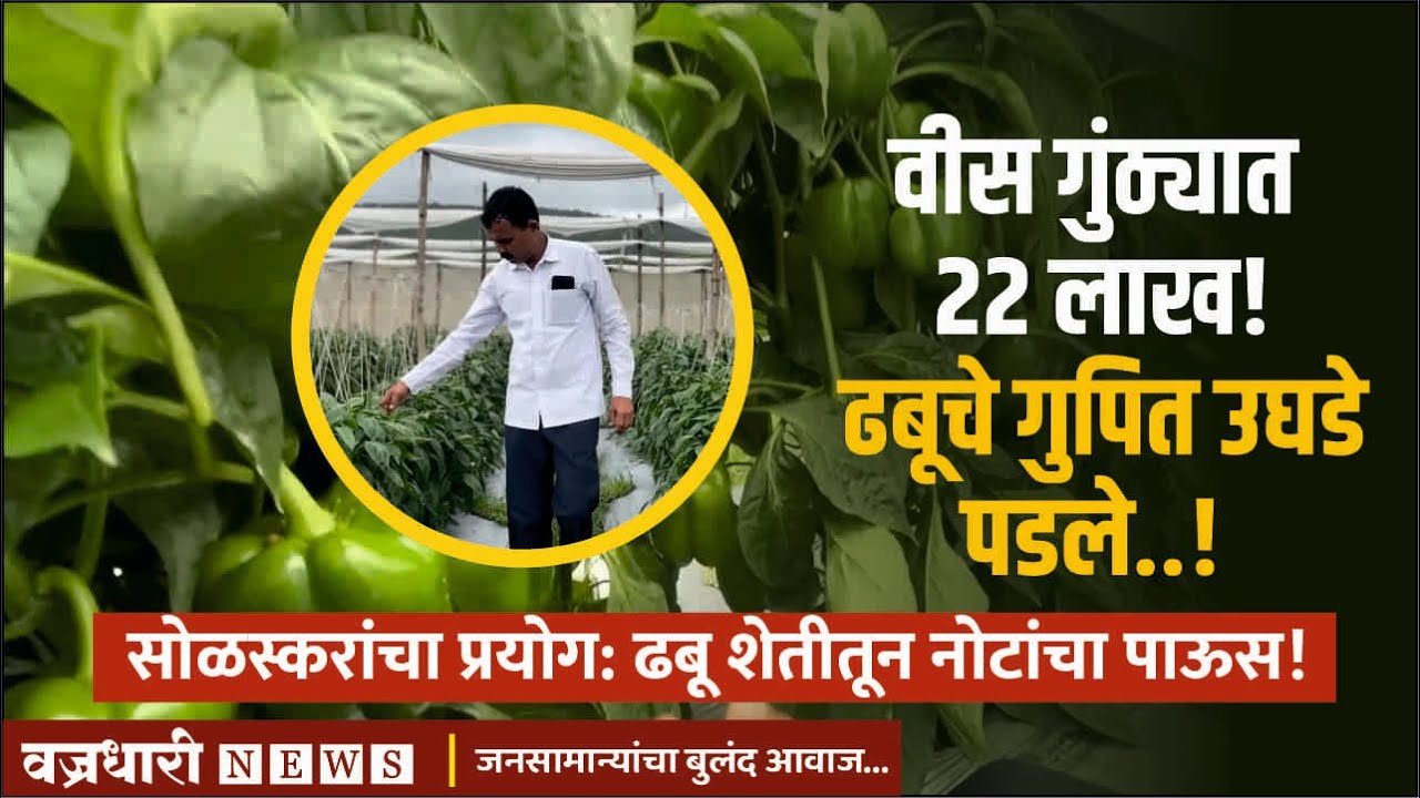 वीस गुंठ्यात २२ लाख! ढबूचे गुपित उघडे पडले..! सोळस्करांचा प्रयोग: ढबू शेतीतून नोटांचा पाऊस!