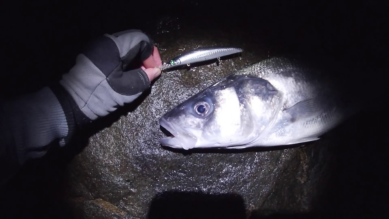5lb Bass on Megabass Zonk Gataride | Lure Fishing For Bass