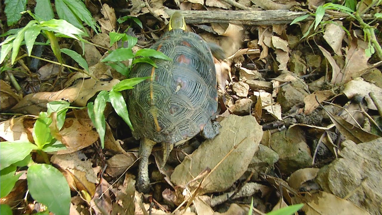 【動物保育】尋龜宿｜為食蛇龜尋找安全的家 (我們的島 第824集  2015-09-21)