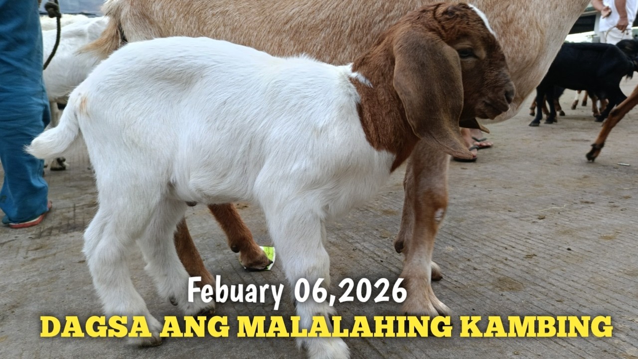 Dagsa ang Malalahing Kambing! Padre Garcia Batangas!