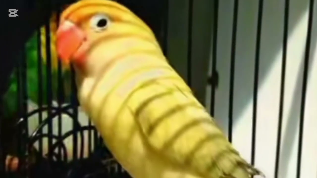 Lovebird ngekek panjang dengan variasi isian terbaik dan tembakan mewah 20 November 2025