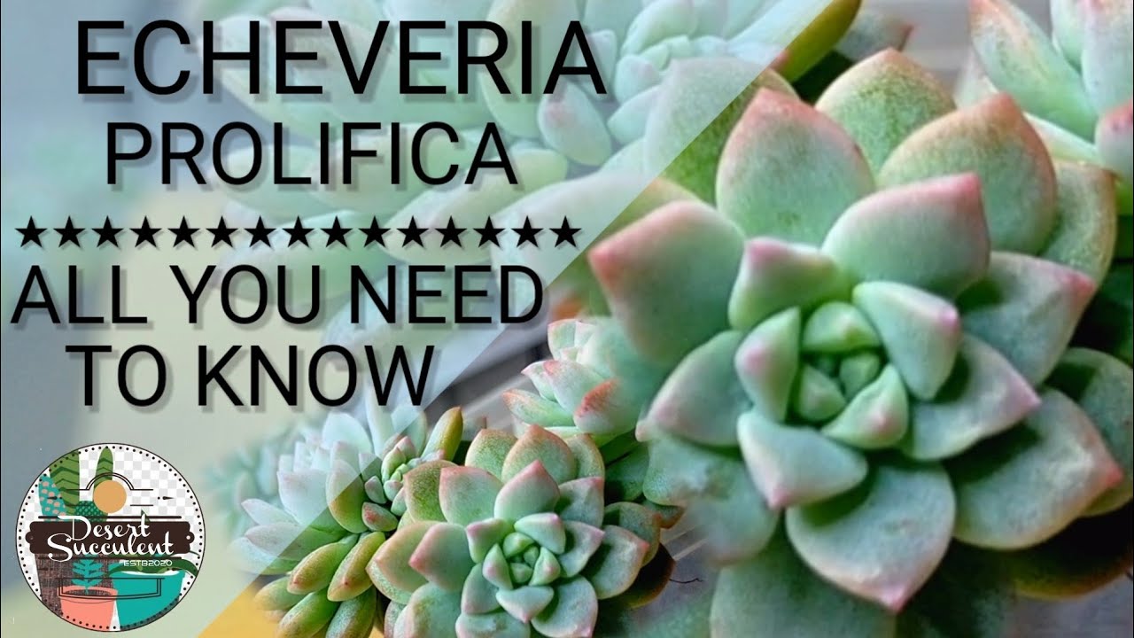 21 Echeveria Prolifica Succulent Care Guide | 다육식물 多肉植物 Suculentas