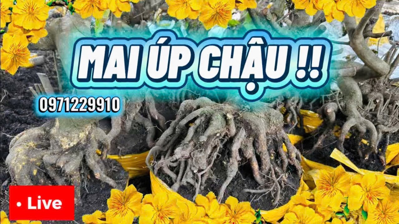 LIVE 🌼 19h 27/01 GL hàng trăm phôi vàng giá siêu rẻ chưa từng gặp 📞0971229910 Liêm