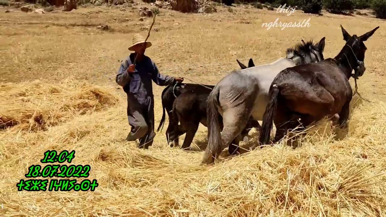 ما زالنا محافظين على التراث ديالنا دراس بالبهايم الدراس التقليدي ومع ذلك البركة والخير تلك الأيام